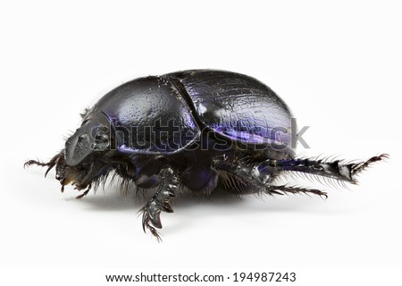 Dor Beetle (Geotrupes stercorarius) - extreme close up side profile, isolated on white background. Preserved specimen from an entomological reference collection.
