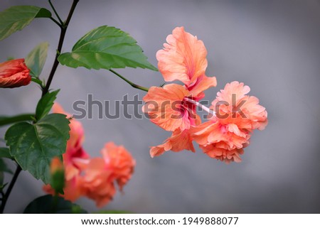 Peach Poodle Tail Hibiscus Flower with light gray color background