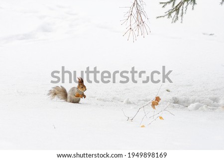 A beautiful red-and-white squirrel sits on the snow in winter. A picture with a place for the text.