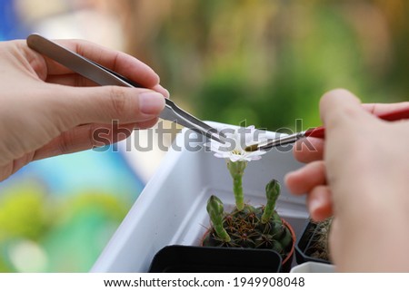 Soft focus image of hands pollinating cactus flower with a brush.