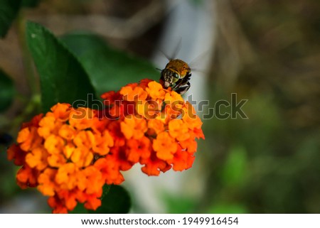 Black and white picture, bee, flying, beautiful, yellow, bee, pollen