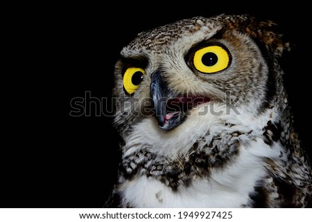 Owl picture with yellow eyes and black background