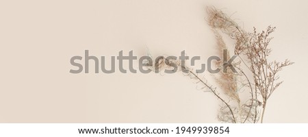 Dry reeds isolated on beige background. Abstract dry grass flowers, pile of dry herbs, hay or straw, background with copy space, monochrome, trendy minimal style