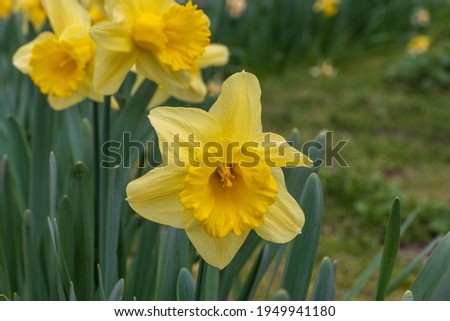 Yellow daffodil flowers in a garden close up selective focus