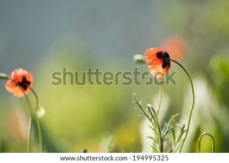 red poppies in spring field