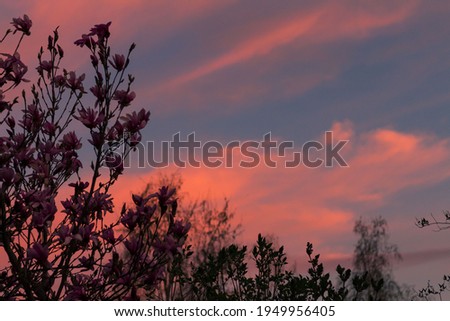 Wonderful and bright pink clouds of sunset over magnolia tree. 