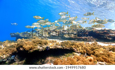 Underwater photo of beautiful landscape and scenery of sunlight and schools of fish. From a scuba dive at the Canary islands of the coast off west Africa in the Atlantic ocean.