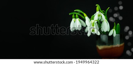 Beautiful white flowers snowdrops or Galanthus bouquet in vase close-up black background. Dark moody floral wallpaper. Blooming drops of dew flowering plants. Spring holiday greeting card. Mothers day