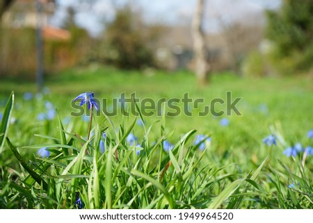 Scilla siberica in the wild in April. Scilla siberica, the Siberian squill or wood squill, is a species of flowering plant in the family Asparagaceae. Berlin, Germany 