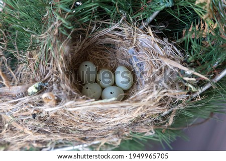 A clutch of eggs in a House Finch bird nest in Southwestern Ontario, Canada. Royalty-Free Stock Photo #1949965705