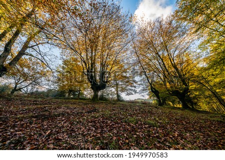 The falling leaves colors the autumn season in the forest. Otzarreta forest, Natural Park, Bizkaia, Spain
