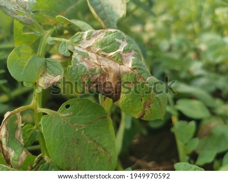 
Potato leaves damaged by leaf miner a major pest of potato field. The most distinctive symptoms of damage are the blotch-shaped mines in the leaves.
