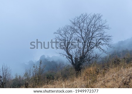 a lonely tree with beautiful branches in the mist