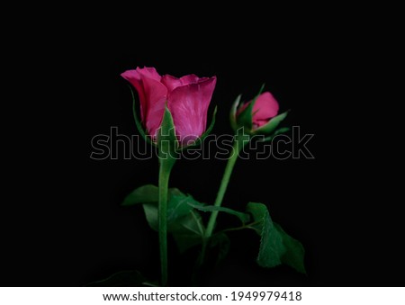  rose isolated on black background
