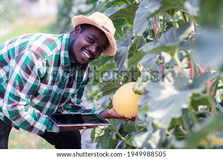 African farmer sitting in the organic melon farm with holding tablet.Agriculture or cultivation concept