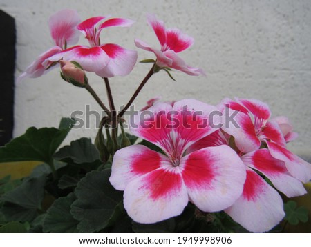 Geranium or pansy flower photography