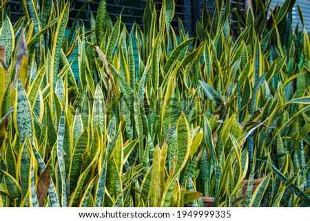 Sansevieria trifasciata of Dracaenaceae, green and yellow-green leaf flower pot texture background. nature decoration house Royalty-Free Stock Photo #1949999335