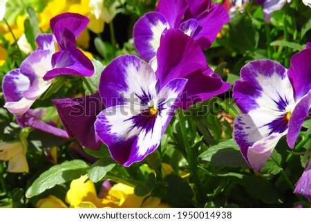 Beautiful spring violets, floral background.