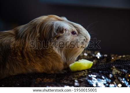 Guinea pig with a piece of apple