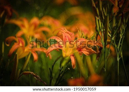 Orange Spring Flowers. Eye-catching tiger lilies.