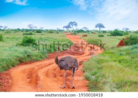 Close up photo of An ostrich stands on a dirt road in the middle of a safari in Tsavo East Kenya. It is a wildlife photo from Africa.