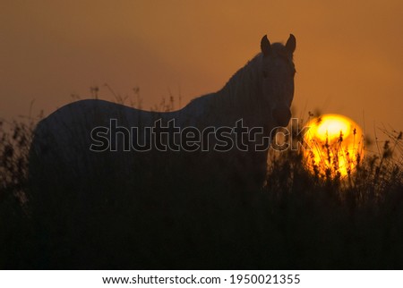 Foggy winter sunrise and a horse