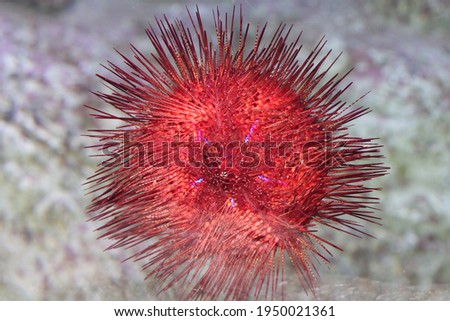 Oceanarium. Red sea urchin. Sea animal.
