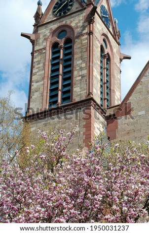Magnolia tree with flowers and buds on the branches, as symbols of spring.  Magnolia in front of the bell tower of the old cathedral, the bell tower with chalons.  A brick tower