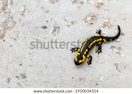 European fire salamander.
Black yellow spotted fire salamander. Salamander by a lizard-like appearance with black and yellow body pattern. 