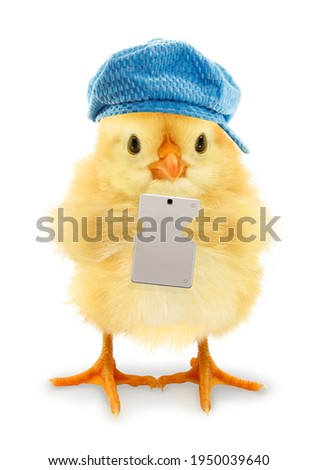 Cute chick is holding tablet modern technology funny conceptual photo