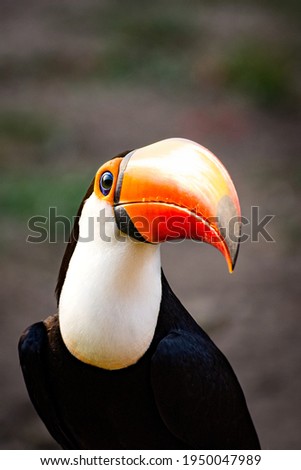 Close up frontal portrait of iconic tropical bird Toco Toucan (Ramphastos toco), or Tucano-Toco, or Tucanuçu, displaying unsusual angle of its colorful orange and yellow beak