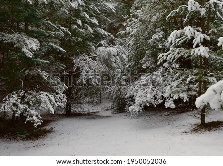 Beautiful snowy forest in winter