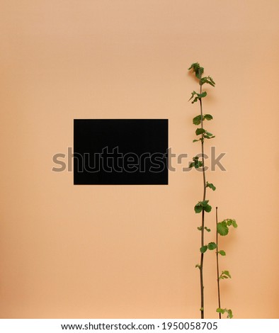 paper and a branch on the wall background