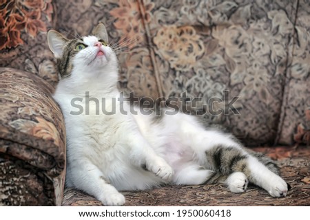 cute shorthair white with brown cat playful on the sofa