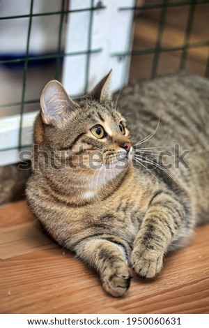 tabby cat at a cat show in a shelter