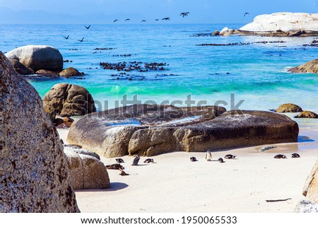 Sandbank with large rocks and algae. The flightless bird is a spectacled penguin. Scenic Penguin Conservation Area near Cape Town. South Africa. 