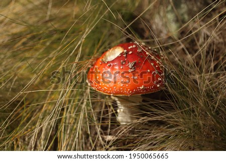 Close-up picture of a red Amanita poisonous mushroom in nature