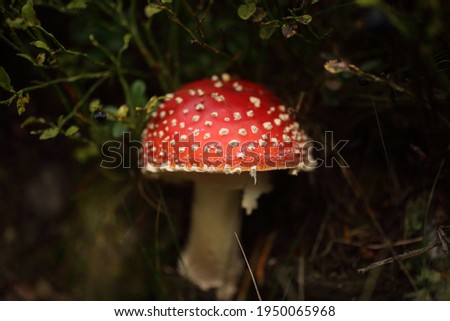 Close-up picture of a red Amanita poisonous mushroom in nature
