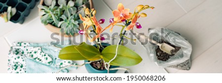 Gardening at home indoor repotting of orchid flowers in new planter with garden tools. Leaf propagation of succulents banner panoramic. Royalty-Free Stock Photo #1950068206