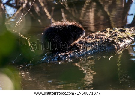 River Rat baby, photographed in Germany, in European Union, Europe. Picture made in 2016.