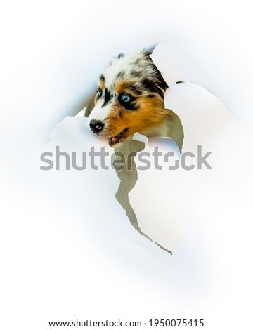Cute Australian Shepherd blue merle puppy peeking out from  white cartoon. The head of puppy dog through a hole on a white torn paper background.