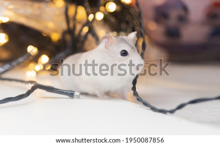 hamster among glowing holiday garlands, Funny animals