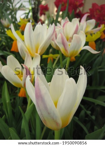 macro photography with decorative background of beautiful spring white flowers of the tulip plant for garden landscaping as a source for prints, posters, decor, wallpaper, advertising, interiors