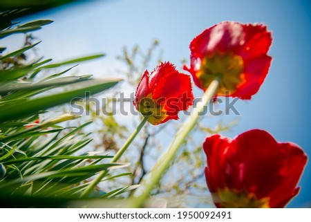 Tulips in bud. Young plants, unopened flowers in the bud. Gardening in the spring. Red tulips in the garden