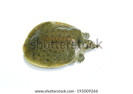 jejune Chinese soft-shelled turtle isolated in white background