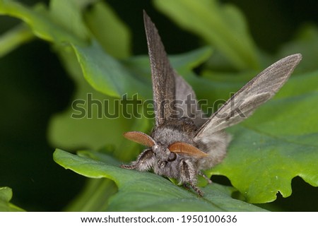Macro image from face from the moth Calliteara pudibunda or Pale tussock night with grey hairy face and brown antennas walking on oak leaf