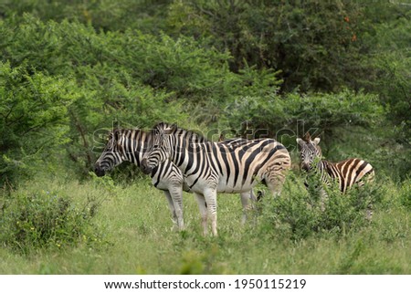 Herd of zebras grazing. Safari in South Africa. Common zebras in the Hluhluwe Imfolozi Park