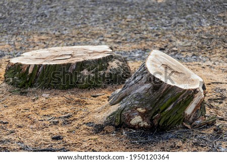 felled tree stump in the park close-up. High quality photo
