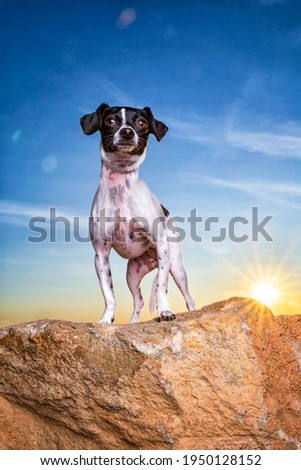 outdoor shot of a cute dog on an isolated blue sky background