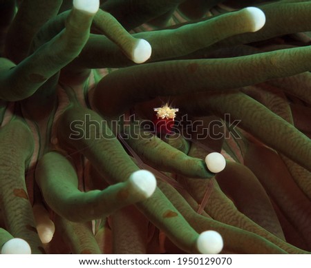 A Mushroom coral Shrimp sheltered in the tentacles of the anemone Boracay Philippines